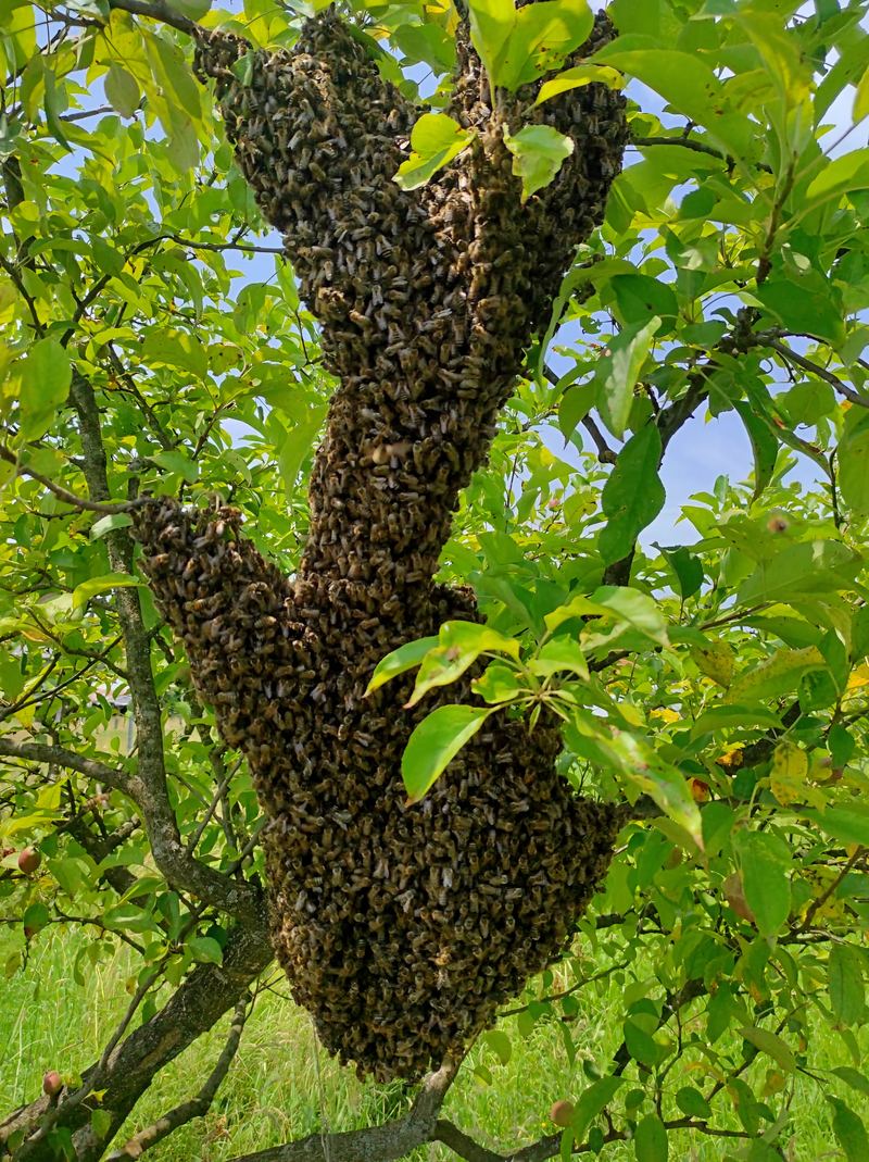 Roj pčela na grani